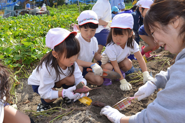 いもほり フォトダイアリー 学校法人 梅花学園 梅花幼稚園 大阪府豊中市の幼稚園